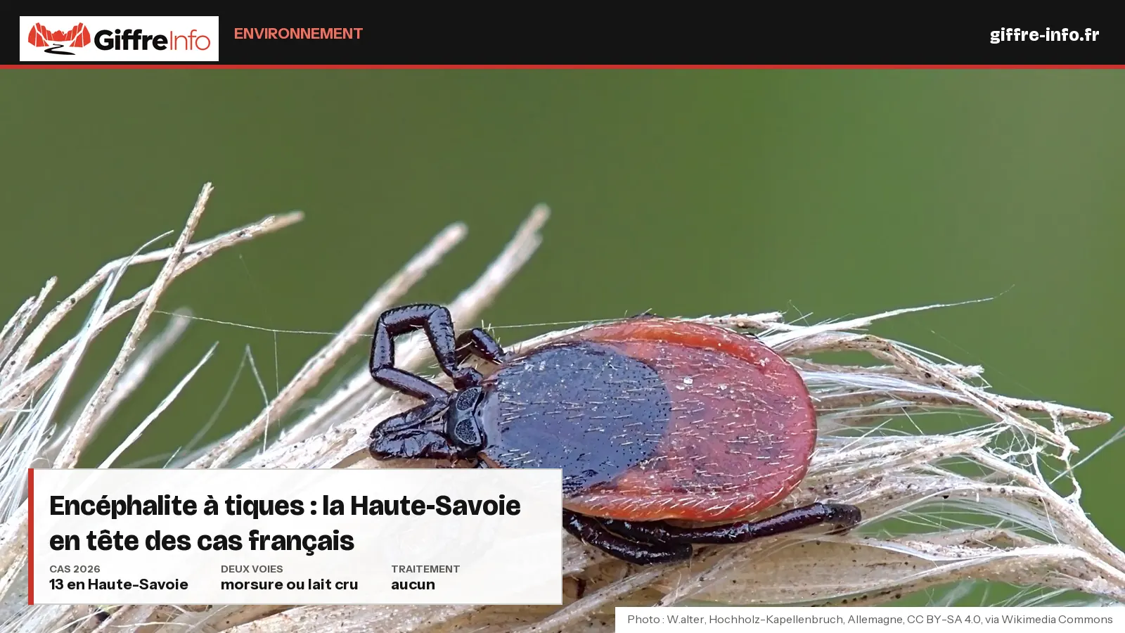 Une tique Ixodes ricinus femelle sur une tige d'herbe sèche. Visuel de une de l'article sur l'encéphalite à tiques en Haute-Savoie.